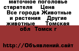 маточное поголовье старателя  › Цена ­ 2 300 - Все города Животные и растения » Другие животные   . Томская обл.,Томск г.